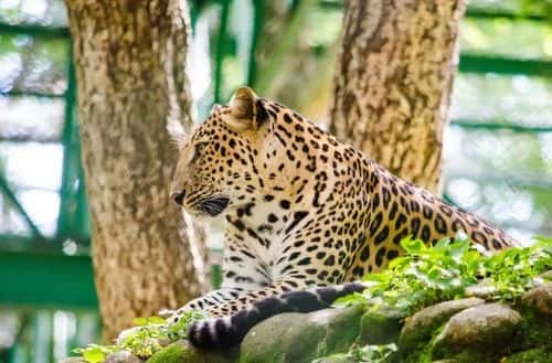 Bannerghatta Biological Park